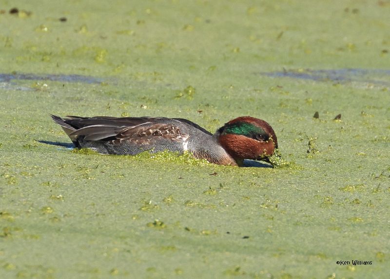 Green-winged Teal male, Sequoyah Co, OK, 12-11-2024_5557z.jpg