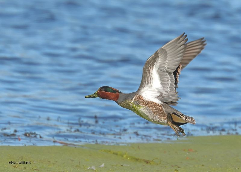 :Green-winged Teal: