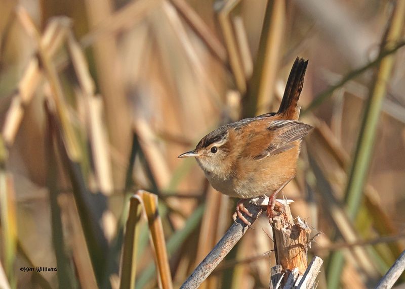 Marsh Wren, Sequoyah Co, OK, 12-11-2024_5380z.jpg