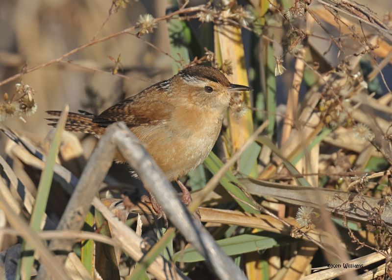 Marsh Wren, Sequoyah Co, OK, 12-11-2024_5417z.jpg