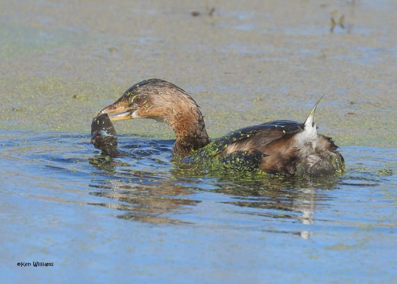 Pied-billed Grebe, Sequoyah Co, OK, 12-11-2024_5664z.jpg