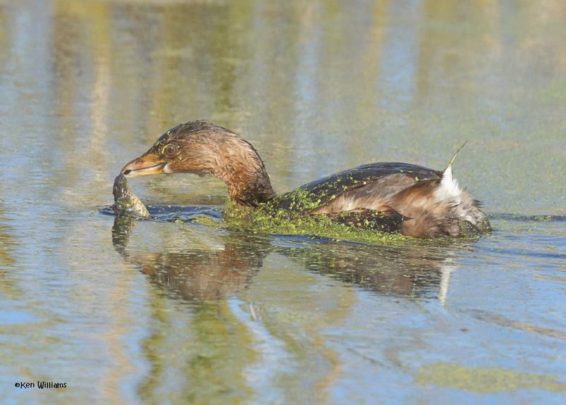 Pied-billed Grebe, Sequoyah Co, OK, 12-11-2024_5667z.jpg