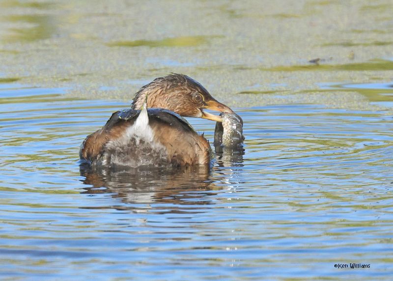 Pied-billed Grebe, Sequoyah Co, OK, 12-11-2024_5675z.jpg