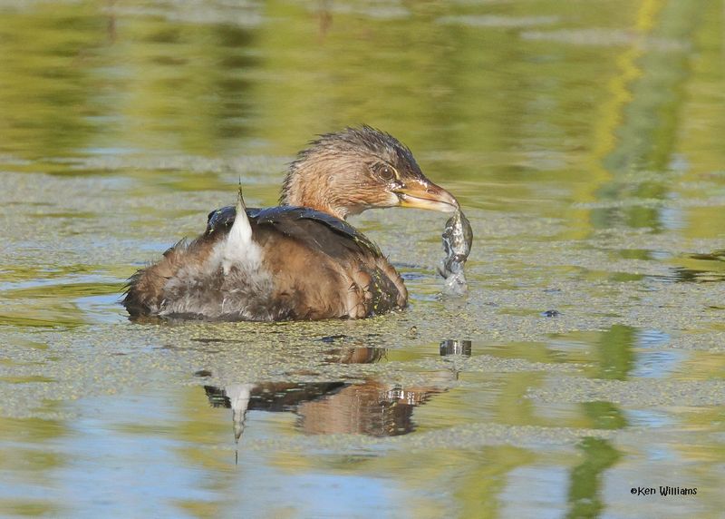 Pied-billed Grebe, Sequoyah Co, OK, 12-11-2024_5729z.jpg