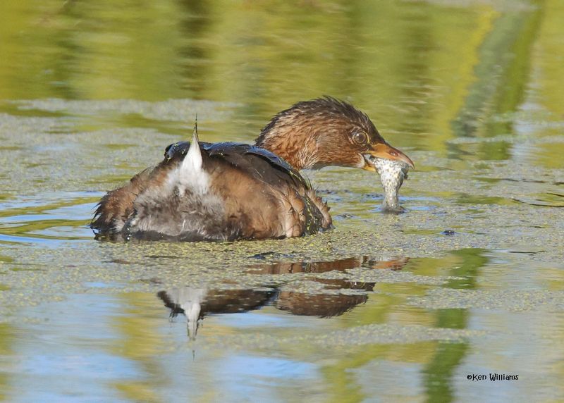 Pied-billed Grebe, Sequoyah Co, OK, 12-11-2024_5734z.jpg