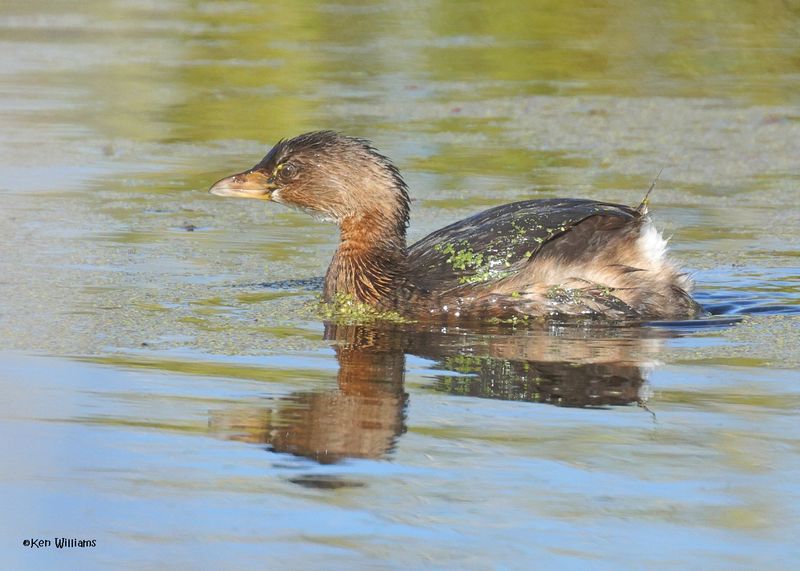 Pied-billed Grebe, Sequoyah Co, OK, 12-11-2024_5748z.jpg
