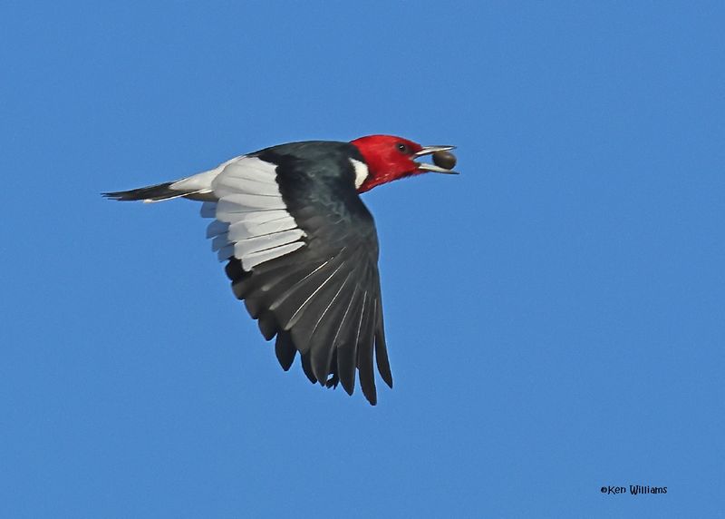 Red-headed Woodpecker, Sequoyah Co, OK, 12-11-2024_5229z.jpg