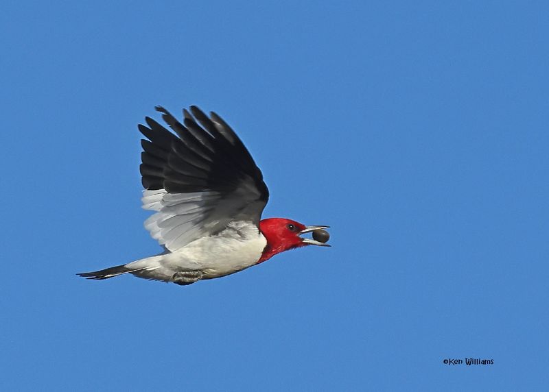 Red-headed Woodpecker, Sequoyah Co, OK, 12-11-2024_5230z.jpg