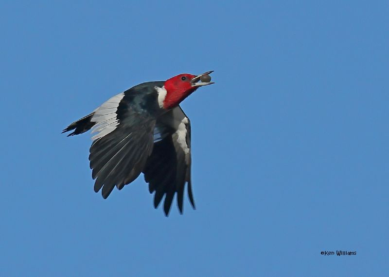 Red-headed Woodpecker, Sequoyah Co, OK, 12-11-2024_5238z.jpg