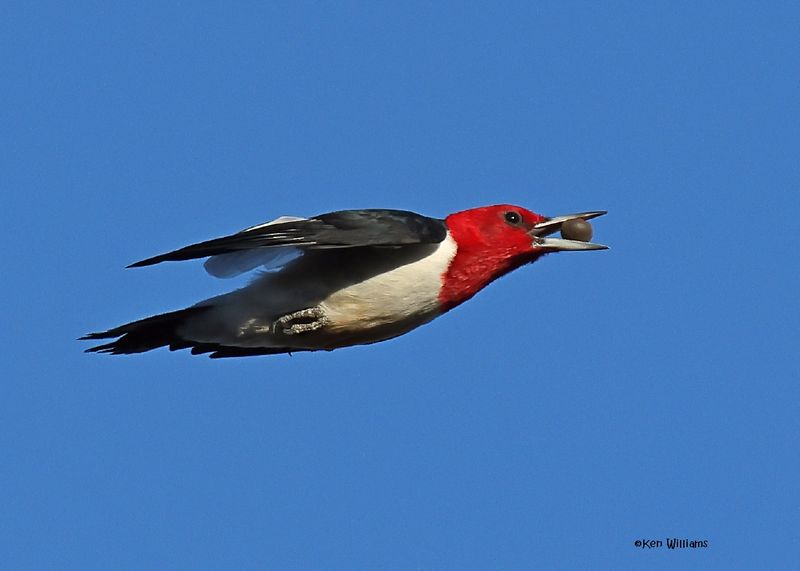 Red-headed Woodpecker, Sequoyah Co, OK, 12-11-2024_5262z.jpg