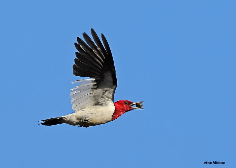 Red-headed Woodpecker, Sequoyah Co, OK, 12-11-2024_5330z.jpg