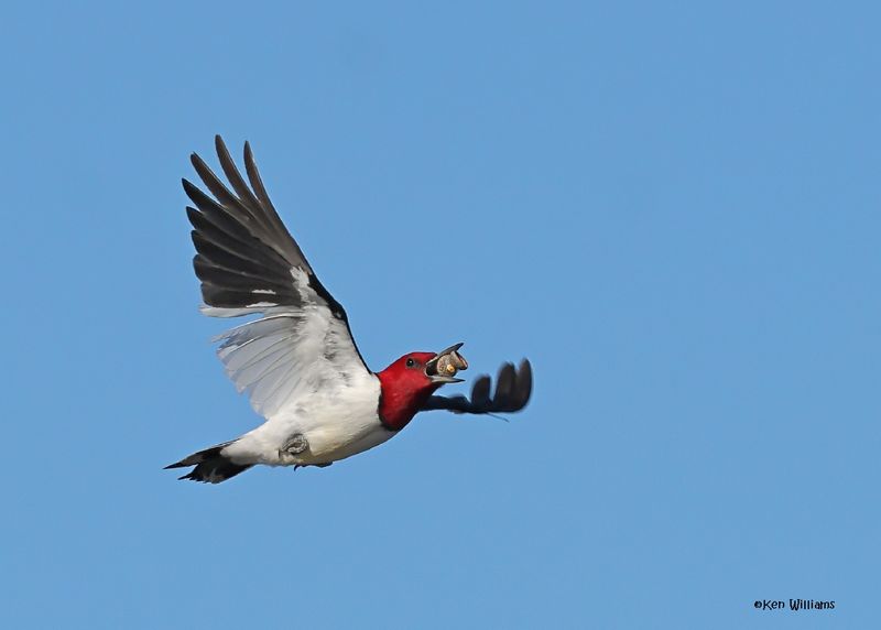 Red-headed Woodpecker, Sequoyah Co, OK, 12-11-2024_5434z.jpg