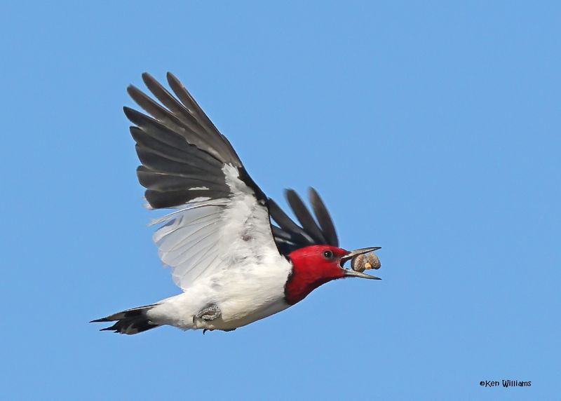 : Red-headed Woodpecker :