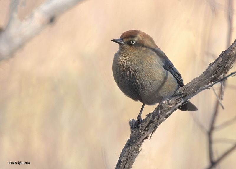Rusty Blackbird female, Sequoyah Co, OK, 12-11-2024_5776zDn2.jpg