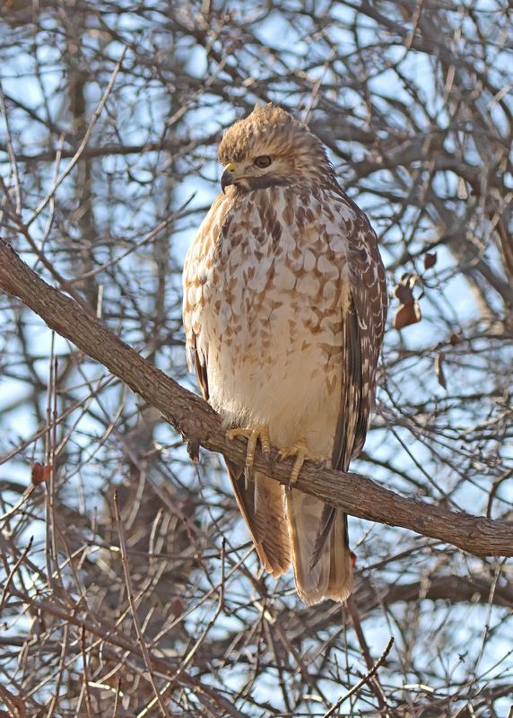 Red-shoulder Hawk immature, Rogers Co yard, OK, 12-20-2024_5816z.jpg