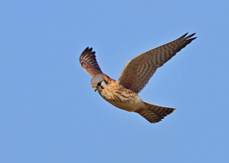 American Kestrel, Tulsa Co, Ok, 12-30-2024_6108za.jpg