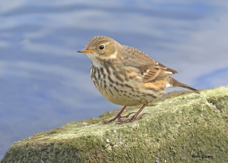 American Pipit, Tulsa Co, Ok, 12-30-2024_5955z.jpg