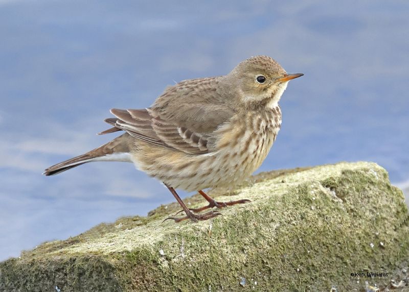 American Pipit, Tulsa Co, Ok, 12-30-2024_5977z.jpg