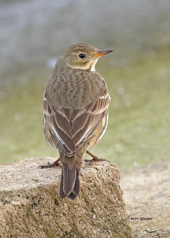 American Pipit, Tulsa Co, Ok, 12-30-2024_6043z.jpg