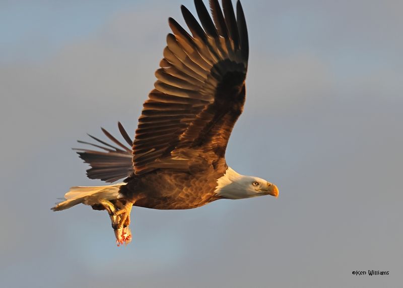 Bald Eagle