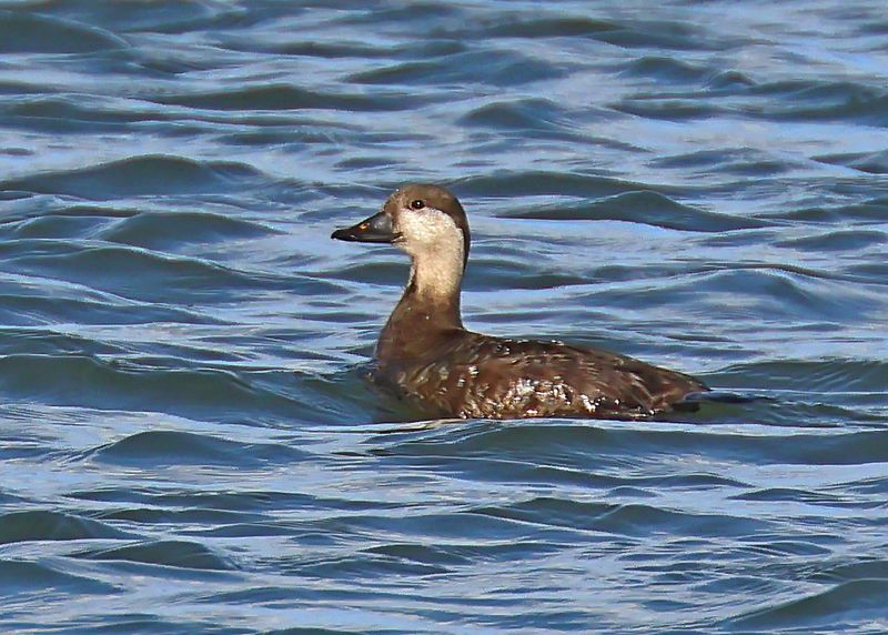 Black Scoter female, Tulsa Co, Ok, 12-30-2024_6049za.jpg