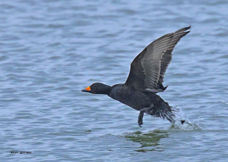 Black Scoter male, Tulsa Co, Ok, 12-30-2024_5894Dlza.jpg
