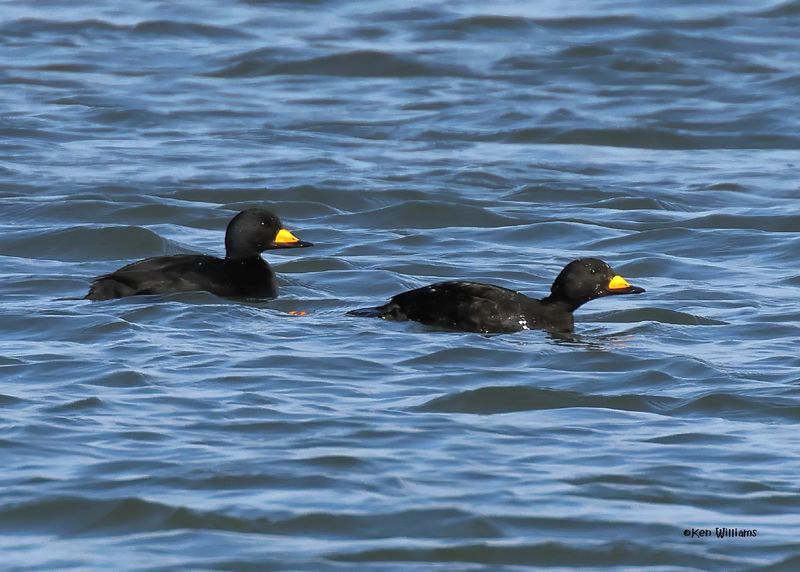Black Scoter male, Tulsa Co, Ok, 12-30-2024_6093z.jpg