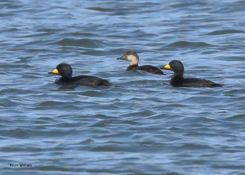 :Black Scoter: