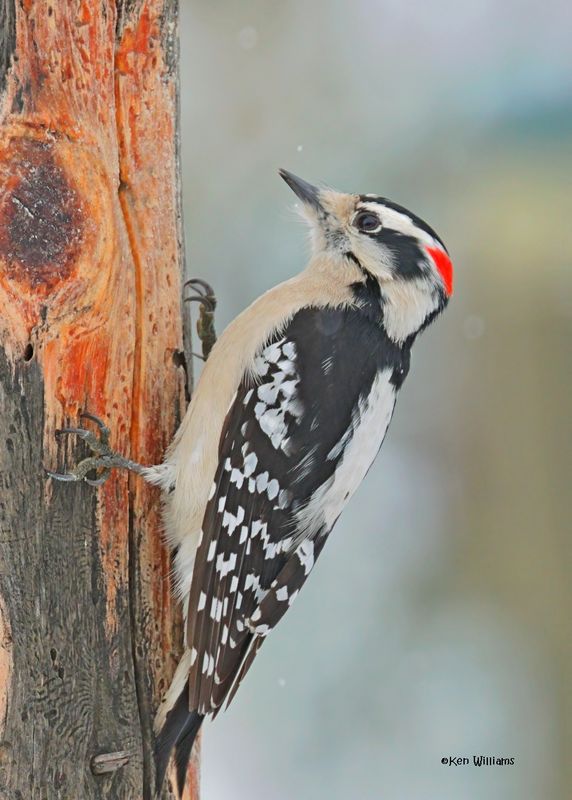 : Downy Woodpecker :
