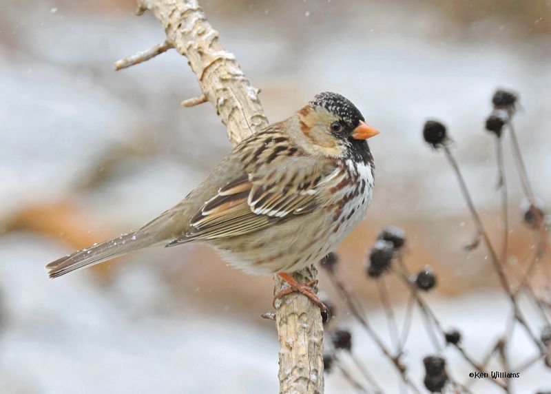 Harris's Sparrow, Rogers Co yard, OK, 1-9-2025_6478Dklza.jpg