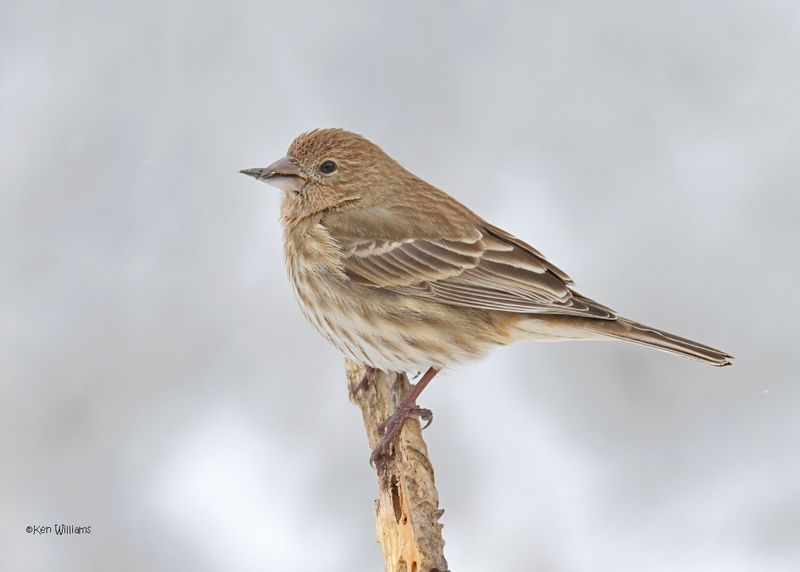 House Finch
