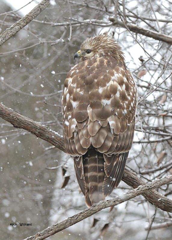Red-shouldered Hawk immature, Rogers Co yard, OK, 1-9-2025_6560Dklza.jpg