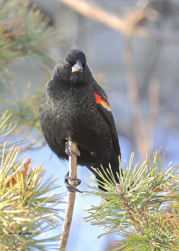 Red-winged Blackbird male, Rogers Co yard, OK, 1-10-2025_7053z.jpg