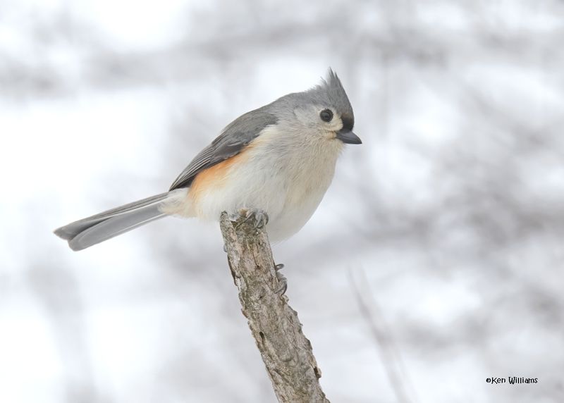 Tufted Titmouse, Rogers Co yard, OK, 1-10-2025_6913z.jpg