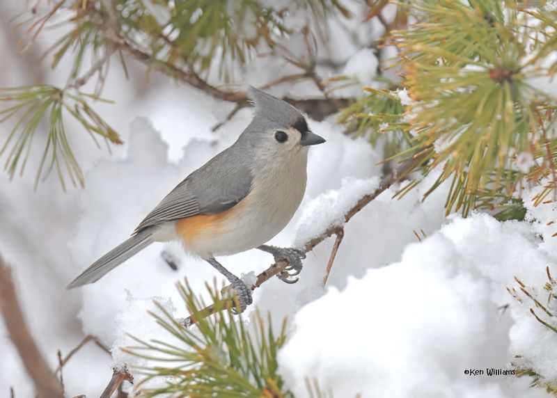 Tufted Titmouse, Rogers Co yard, OK, 1-10-2025_6924z.jpg