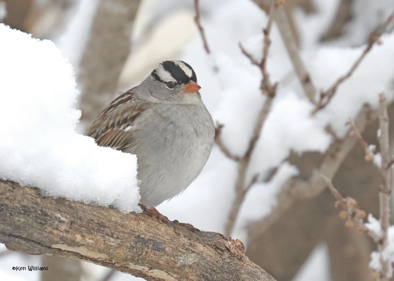 White-crowned Sparrow, Rogers Co yard, OK, 1-10-2025_6852z.jpg