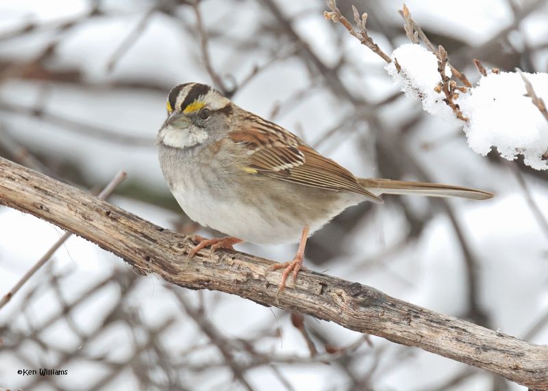 White-throated Sparrow, Rogers Co yard, OK, 1-10-2025_7014Dklza.jpg