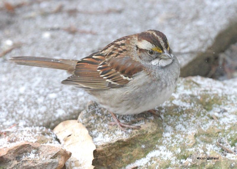 White-throated Sparrow, Rogers Co yard, OK, 1-9-2025_6320Dklz.jpg