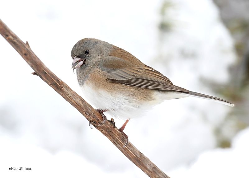 Dark-eyed Junco - Slate-colored subspecies, Rogers Co yard, OK, 1-10-2025_6614Dla.jpg