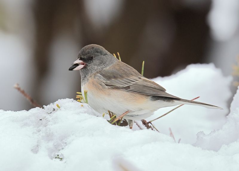 Dark-eyed Junco - Slate-colored subspecies, Rogers Co yard, OK, 1-10-2025_6886Dla.jpg