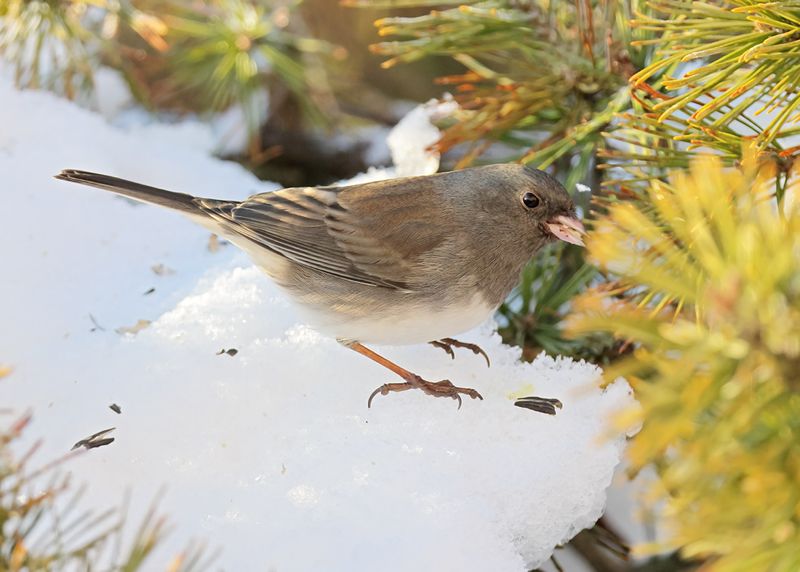 Dark-eyed Junco - Slate-colored subspecies, Rogers Co yard, OK, 1-11-2025_7024Dla.jpg