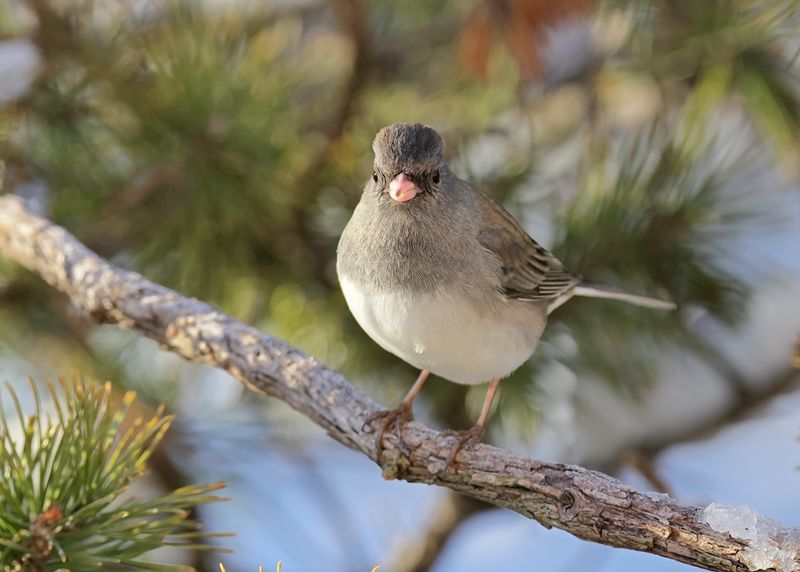 Dark-eyed Junco - Slate-colored subspecies, Rogers Co yard, OK, 1-11-2025_7037Dla.jpg