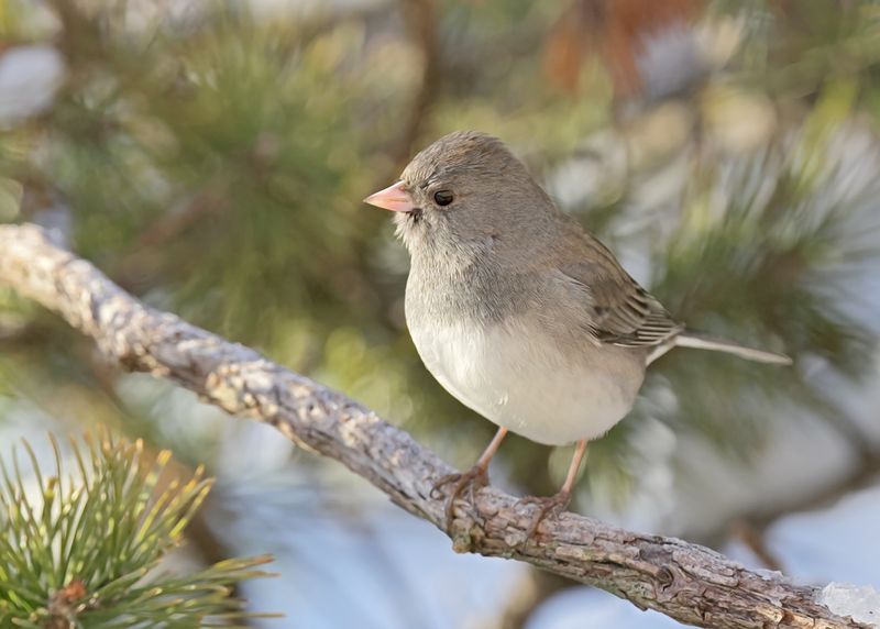 Dark-eyed Junco - Slate-colored subspecies, Rogers Co yard, OK, 1-11-2025_7038Dla.jpg