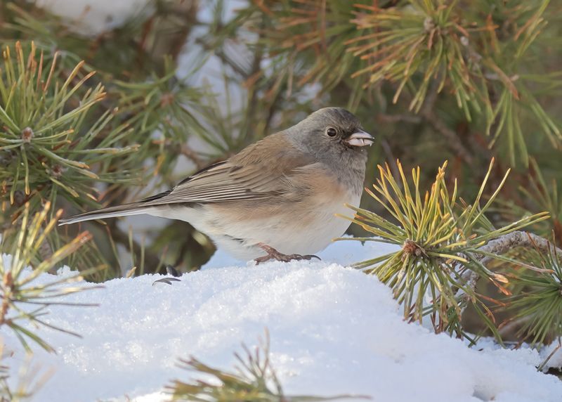 Dark-eyed Junco - Slate-colored subspecies, Rogers Co yard, OK, 1-11-2025_7108Dla.jpg