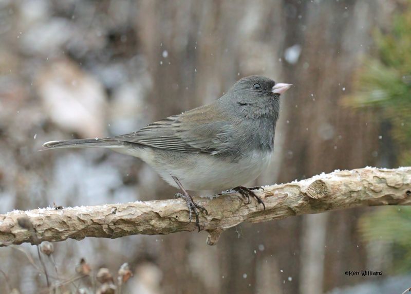 Dark-eyed Junco - Slate-colored subspecies, Rogers Co yard, OK, 1-9-2025_6357llDlz.jpg