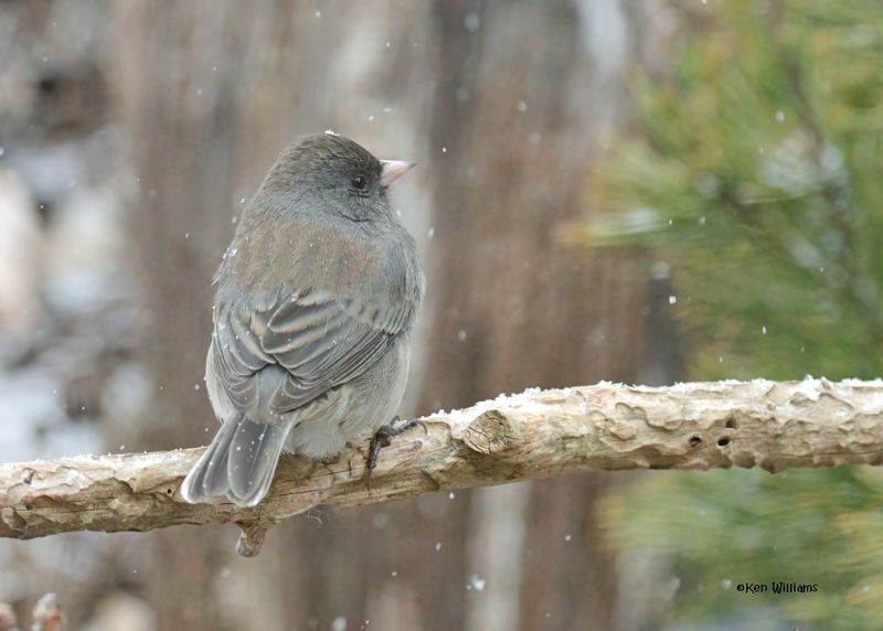 Dark-eyed Junco - Slate-colored subspecies, Rogers Co yard, OK, 1-9-2025_6370kDlz.jpg