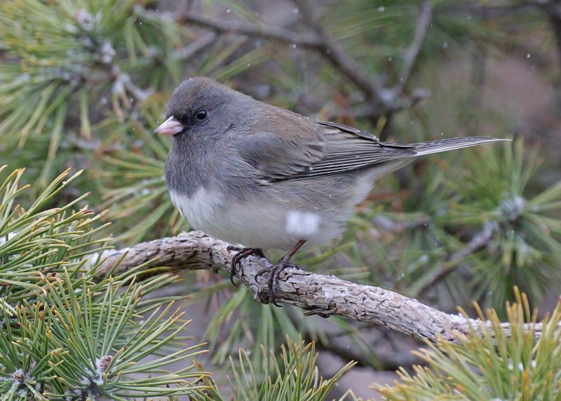 Dark-eyed Junco - Slate-colored subspecies, Rogers Co yard, OK, 1-9-2025_6390Dla.jpg