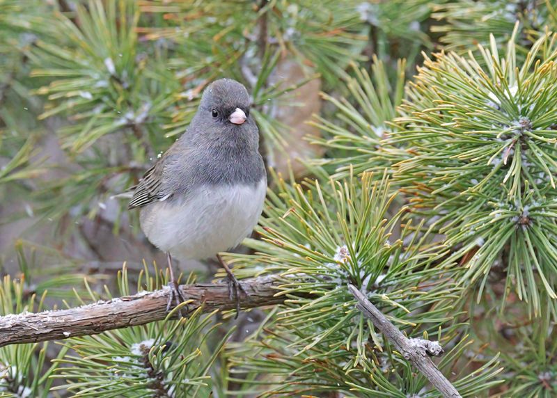 Dark-eyed Junco - Slate-colored subspecies, Rogers Co yard, OK, 1-9-2025_6406a.jpg