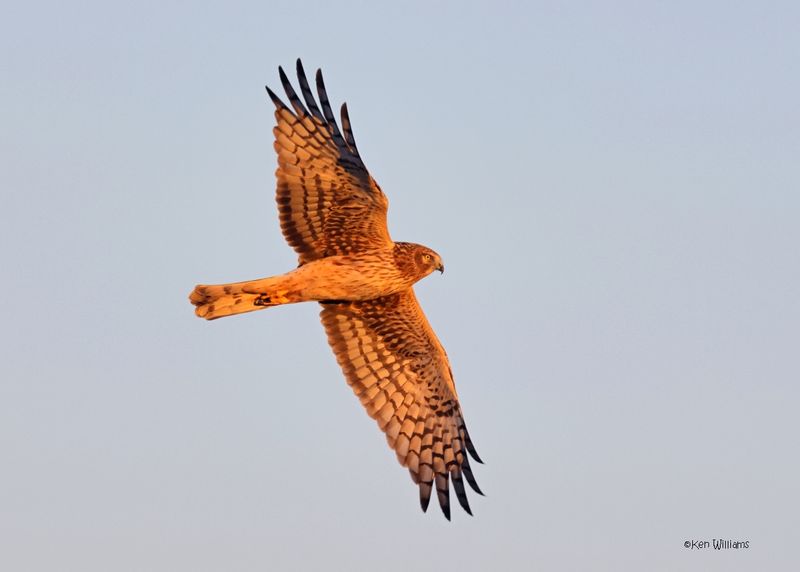 :Hawks - Northern Harrier: