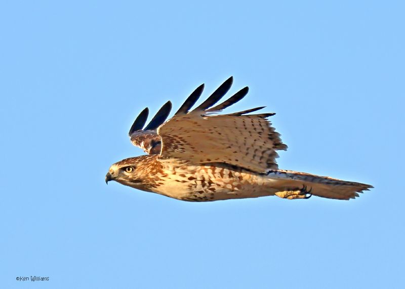 Red-tailed Hawk immature, Osage Co, OK, 1-16-2025_7384az.jpg